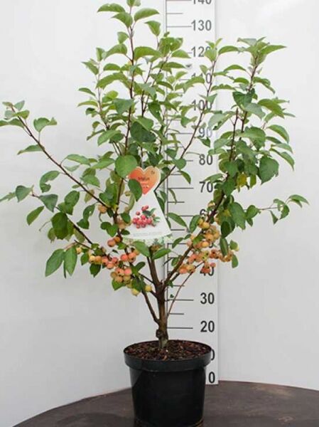 Malus 'Evereste' / Zierapfel 'Evereste' 80-100 cm C7, mehrstämmiger Zierapfel im Topf mit grünen Blättern und Früchten.