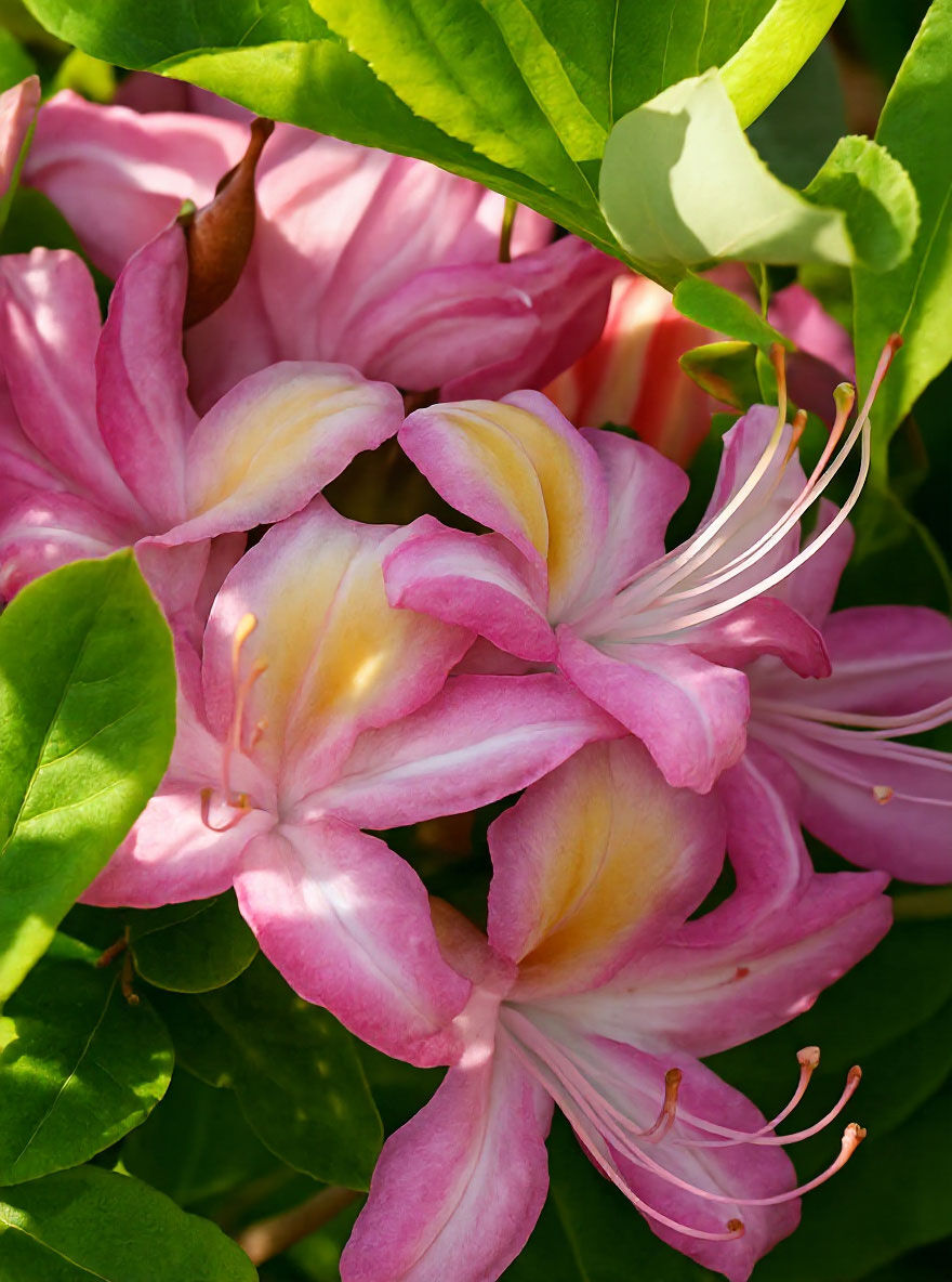 Laubabwerfende Azalee 'Ribbon Candy' / Azalea viscosa 'Ribbon Candy'