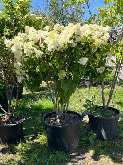 Rispen-Hortensie 'Silver Dollar' 'schirmform' 125-150 cm - Hydrangea paniculata 'Silver Dollar' (1567274)