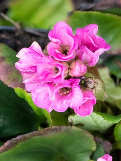 Bergenie, Riesensteinbrech 'Kerstin' / Bergenia cordifolia 'Kerstin'