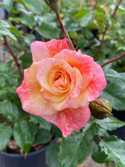 Kletterrose 'Moonlight' ® / Kletterrose 'Moonlight' ®