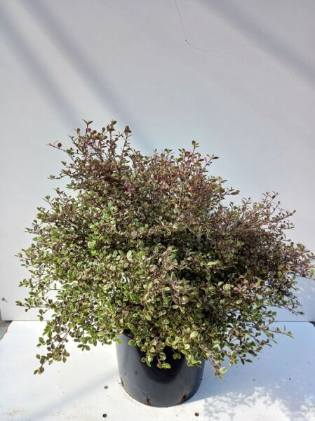 Lophomyrthus ’White Tiger‘ / Schopfmyrthe ’White Tiger‘ 40-60 cm C20, buschige Pflanze im Topf mit grün-weiß panaschierten Blättern