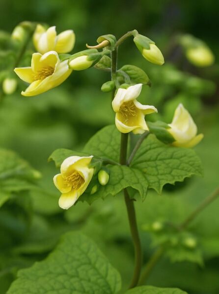 Kirengeshoma koreana / Koreanische Wachsglocke mit gelben, glockenförmigen Blüten und grünen, gezähnten Blättern