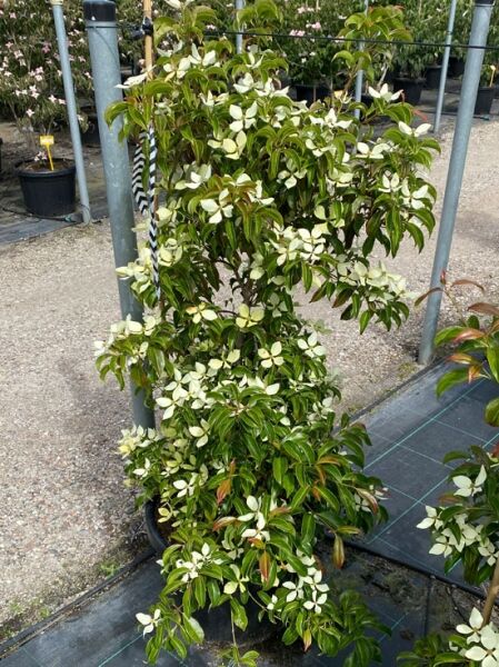 Hongkong-Hartriegel   / Hongkong-Hartriegel