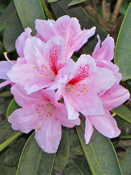 Rhododendron 'Friede Springer' / Rhododendron yakushimanum 'Friede Springer'