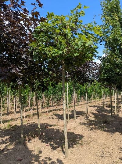 Acer platanoides 'Globosum' Kugel-Ahorn, Kugelbaum mit rundlicher Krone, ca. 200 cm Stamm, 14–16 StU, mit Durchtrieb.