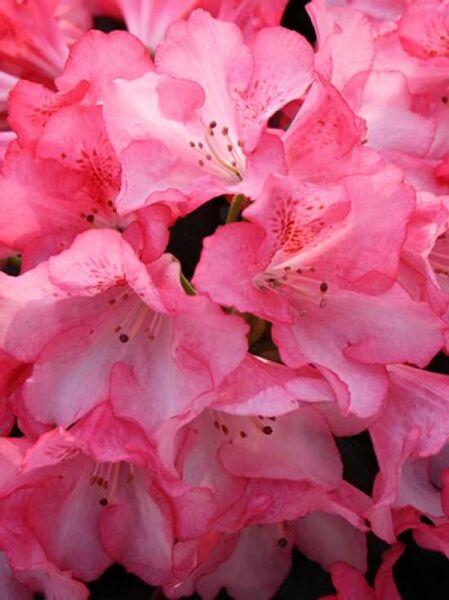 Rhododendron yakushimanum 'Kerstine' / Rhododendron 'Kerstine'