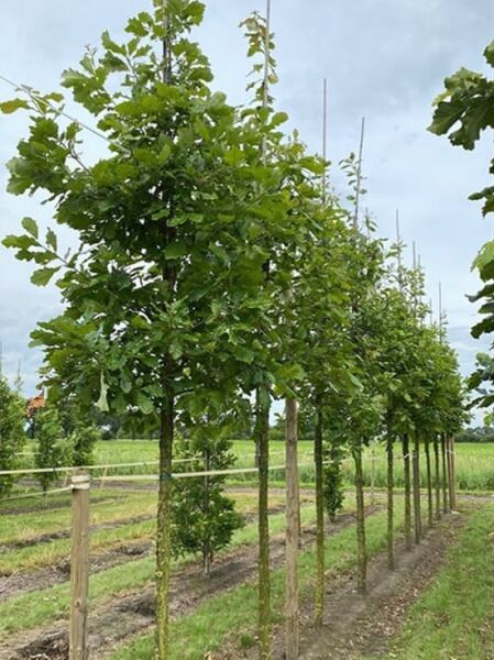 Quercus bicolor / Zweifarbige Eiche Hochstamm 18-20 StU m. Db., junger Baum mit Stamm und dichter grüner Krone