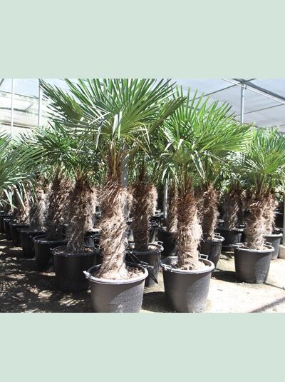 Chinesische Hanfpalme / Chinesische Hanfpalme