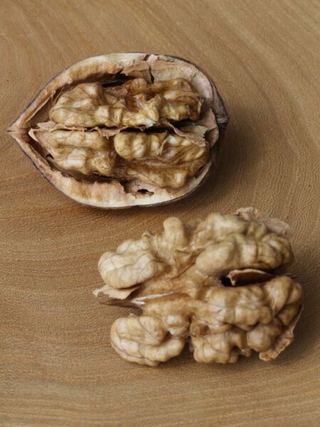 Edelnuss ’Plovdivski‘ / Juglans regia ’Plovdivski‘
