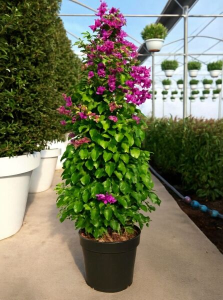 Drillingsblume 'Sanderiana' (Bougainvillea glabra 'Sanderiana'), 175–200 cm, C15, im schwarzen Topf mit pinken Blüten und grünen Blättern.