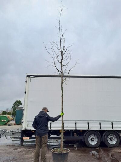 Quercus petraea (Trauben-Eiche/Winter-Eiche) Hochstamm 16-18 StU im Container, laubfreier Baum mit Stamm und Krone