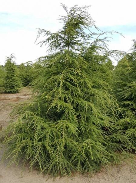 Tsuga canadensis / Kanadische Hemlocktanne 300-350 cm m. Db., immergrüner Nadelbaum mit überhängenden, feinen Zweigen