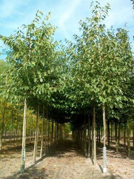 Purpur-Erle (Alnus spaethii) Hochstamm 18-20 StU mit Drahtballen, schlanker Stamm und grüne Belaubung in Baumreihe