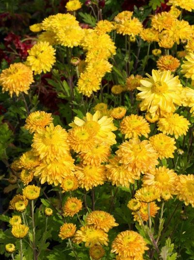 Winter-Aster 'Goldmarianne' / Garten-Chrysantheme 'Goldmarianne' / Chrysanthemum hortorum 'Goldmarianne'