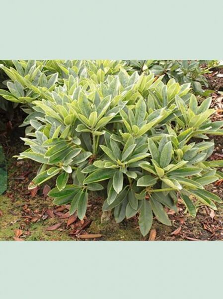 Rhododendron calophytum 'Caramba' / Rhododendron 'Caramba'
