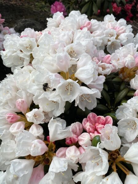 Rhododendron 'Hanano-ego' / Rhododendron yakushimanum 'Hanano-ego'