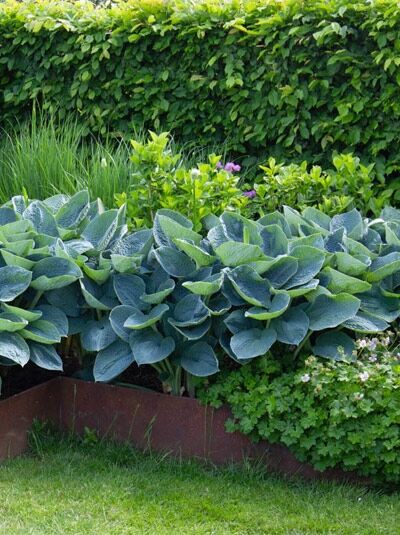 Blaublatt-Funkie, Herzblatt-Lilie 'Blue Angel' / Hosta sieboldiana 'Blue Angel'
