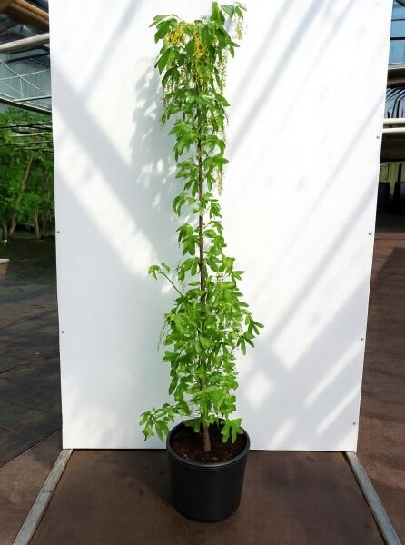Laburnum watereri 'Vossii' / Edel-Goldregen 125-150 cm C20, Hochstamm im Topf mit grünem Laub und gelben Blütentrauben