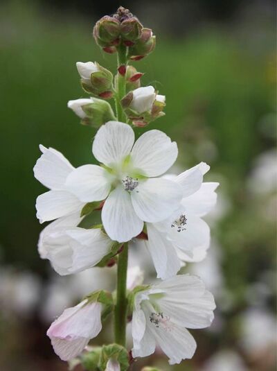 Präriemalve 'Bianca' / Sidalcea candida 'Bianca'