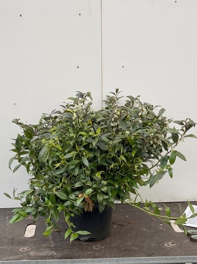 Immergrüne Traubenheide 'Lovita' - Leucothoe walteri 'Lovita'