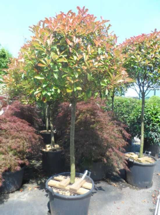Glanzmispel 'Red Robin' (Hochstamm / Stmmchen) - Photinia fraseri 'Red  Robin'