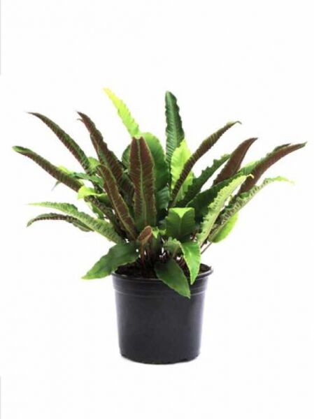 Hirschzungenfarn (Asplenium scolopendrium) C3 im Topf mit aufrechten, lanzettlichen grünen Farnblättern und braunen Blattunterseiten