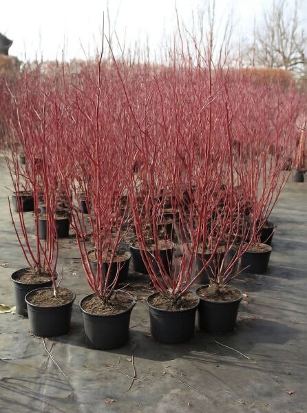 Weißer Hartriegel (Cornus alba) Sträucher mit roten Trieben im Container, Größe 100–125 cm, C20.