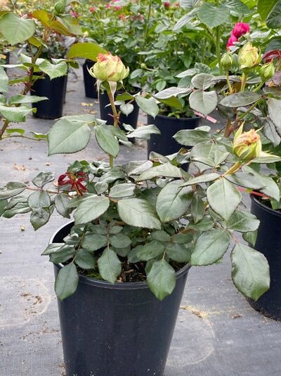 Zwergrose Rosa 'Biedermeier ®' im C5-Topf, grünes Laub und mehrere rosafarbene Knospen.