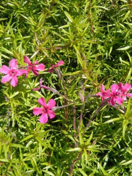 Moosphlox 'Atropurpurea' / Phlox subulata 'Atropurpurea'
