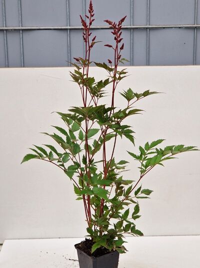 Frühe Pracht-Spiere (Astilbe Japonica-Hybride) 'Red Sentinel' im P9-Topf, mit grünen gefiederten Blättern und rötlichen Stielen.