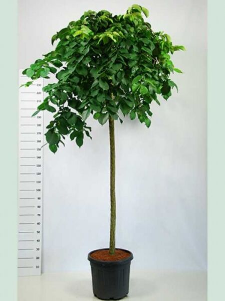 Ulmus glabra 'Pendula' Hänge-Ulme, Hochstamm im Container mit überhängender Krone und grünem Laub
