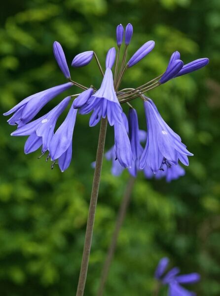 Schmucklilie Agapanthus africanus 'Purple Cloud' mit violettblauen, glockenförmigen Blüten in Dolde am langen Stiel