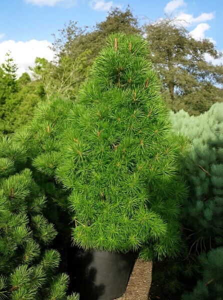 Sciadopitys verticillata / Schirm-Tanne 175-200 cm C110 im Container, aufrechter Wuchs mit dichten, schirmförmigen Nadelquirlen