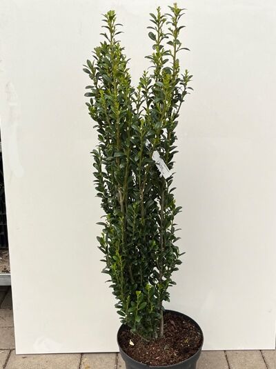 Japanische Säulen-Stechpalme - Ilex crenata 'Fastigiata'
