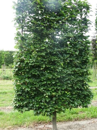 Rot-Buche 'Boden-Spalier' H:250 B:160 T:20 (Stamm 50 cm) / Fagus sylvatica
