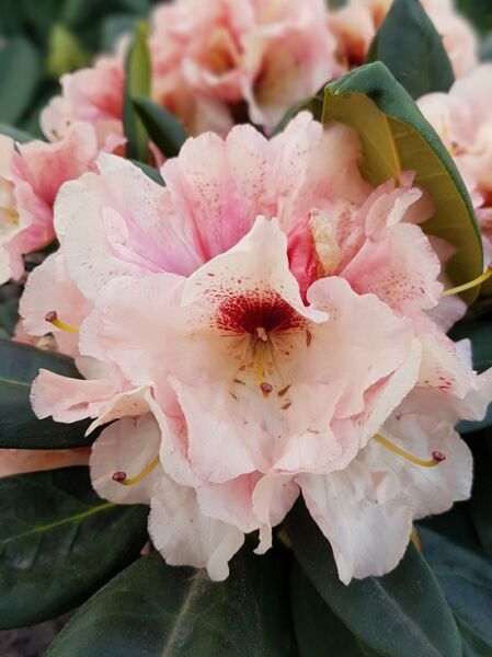 Rhododendron Hybride 'Dancefloor' / Rhododendron 'Dancefloor'