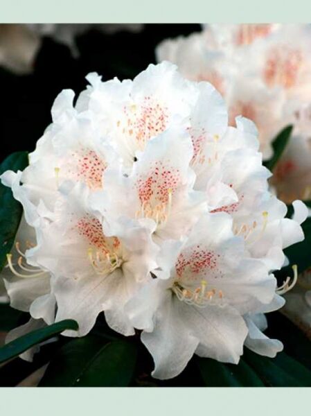 Rhododendron 'Almut' auf Stamm  / Rhododendron yakushimanum 'Almut' auf Stamm