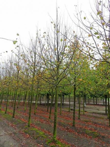 Tilia europaea 'Pallida' / Kaiser-Linde