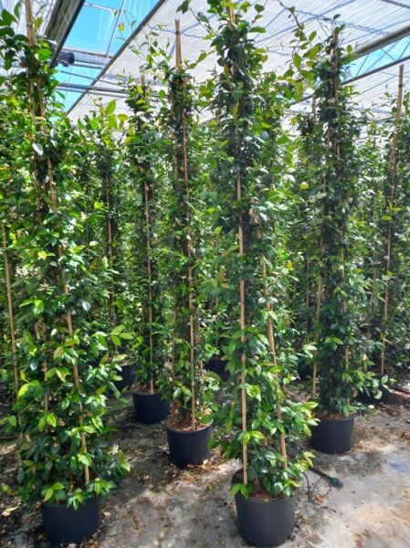 Sternjasmin / Trachelospermum jasminoides