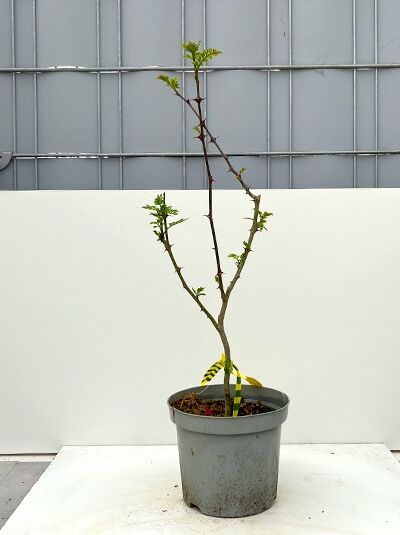 Szechuan Pfeffer - Zanthoxylum simulans - Baumschule NewGarden