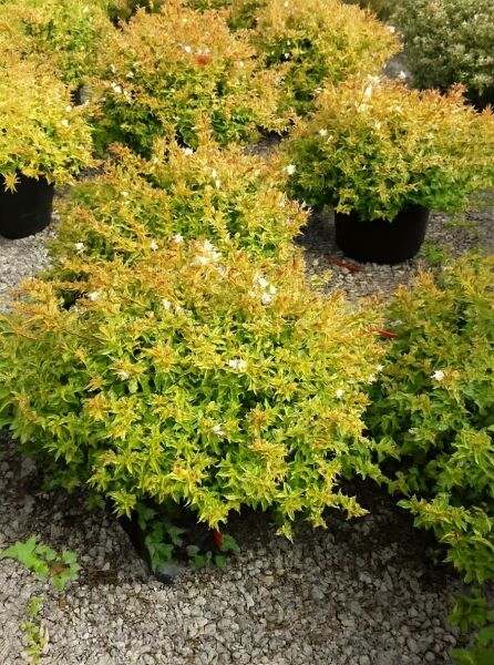 Abelia grandiflora 'Kaleidoscope' mit gelb-grünem Laub und einzelnen weißen Blüten, 40-60 cm hoher Strauch in Pflanzgefäßen.