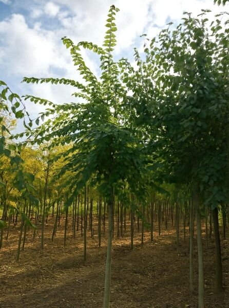 Sapporo-Ulme Hochstamm (Ulmus 'Sapporo Autumn Gold') 14-16 StU mit grünem Laub und schlankem Stamm in Baumschule