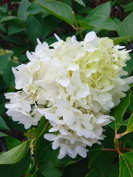 Rispen-Hortensie 'Skyfall' / Rispen-Hortensie 'Skyfall'