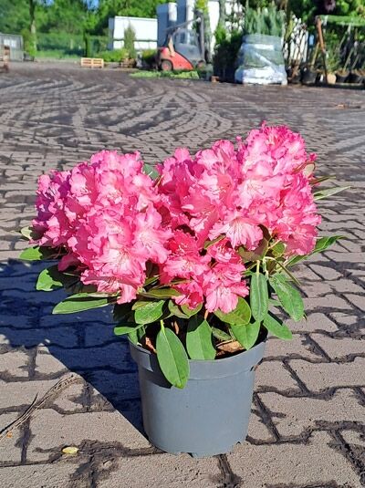 Rhododendron 'Weinlese' - Rhododendron smirnowii 'Weinlese'