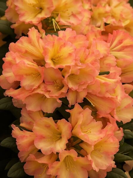Rhododendron 'Valencia' (Rhododendron yakushimanum) mit lachsrosa Blüten und gelbem Schlund in dichten Blütenständen