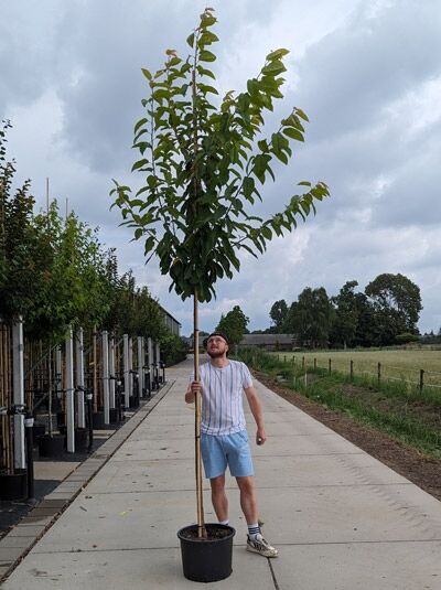 Prunus avium 'Plena' / Vogel-Kirsche 'Plena' Hochstamm 10-12 StU im Container, junger Baum mit aufrechtem Stamm und grünen Blättern