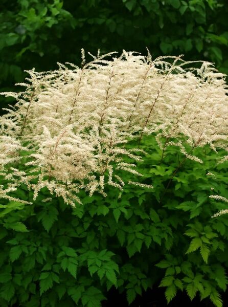 Geißbart Aruncus aethusifolius 'Misty Lace' mit cremeweißen, rispigen Blütenständen über grünem Laub.