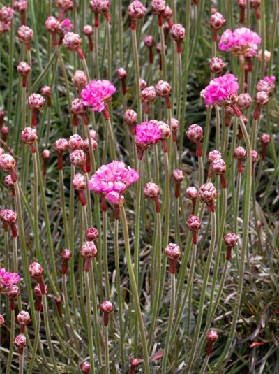 Armeria maritima 'Vesuv' / Grasnelke