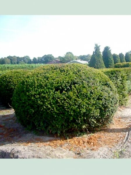 Heimische Eibe Taxus baccata 'Kugel', kugelförmig geschnittener Strauch, 200–225 cm, mit Ballen (m. Db.)